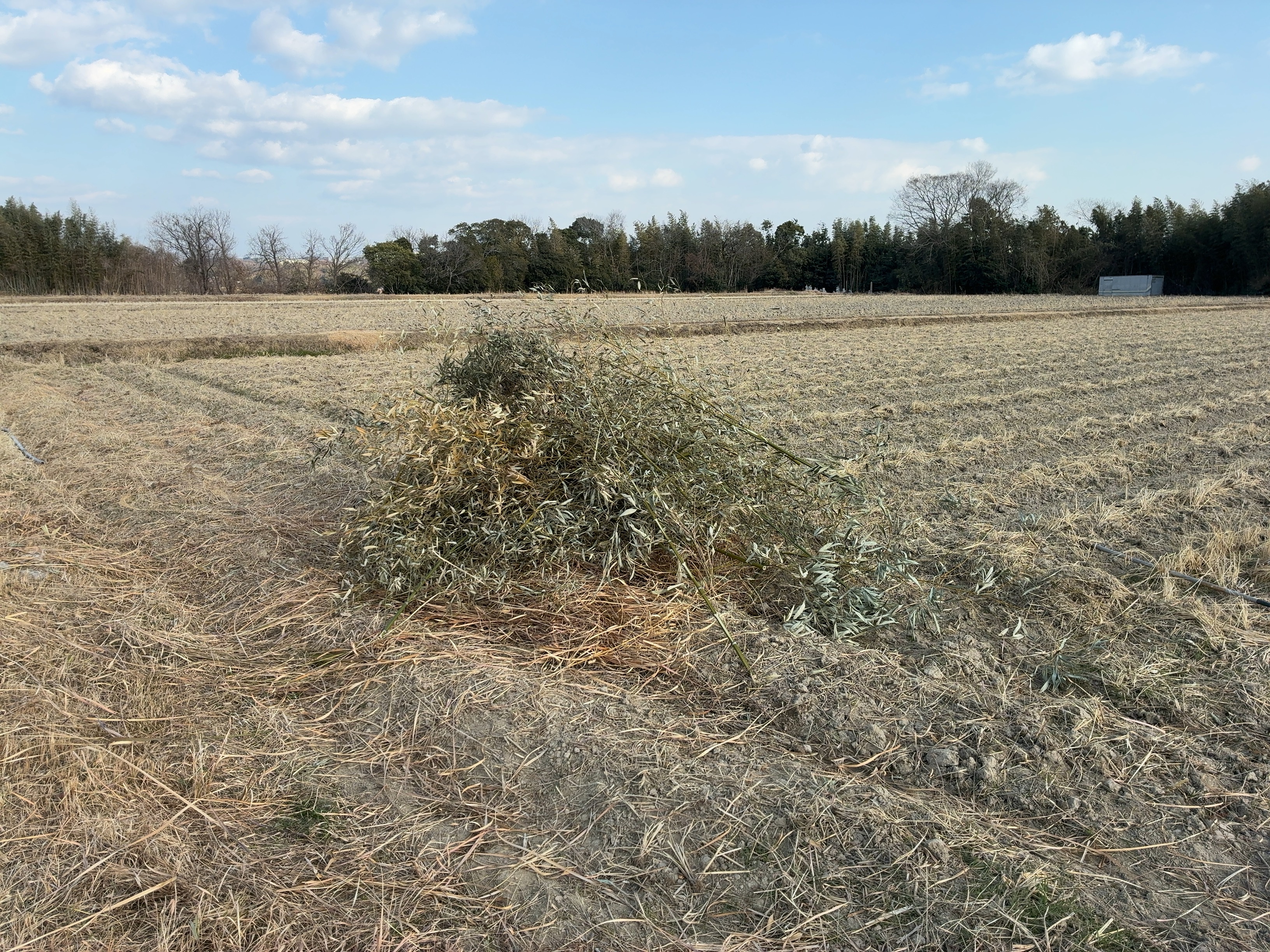 草刈り・竹の処理をさせていただきました